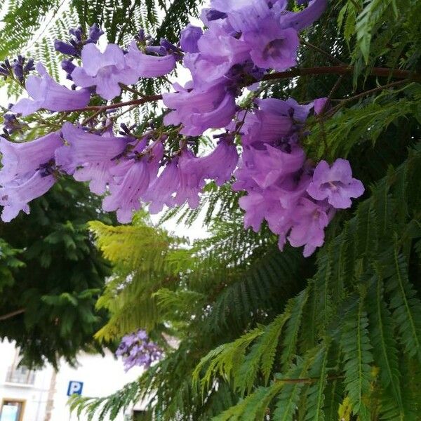 Jacaranda mimosifolia Blüte