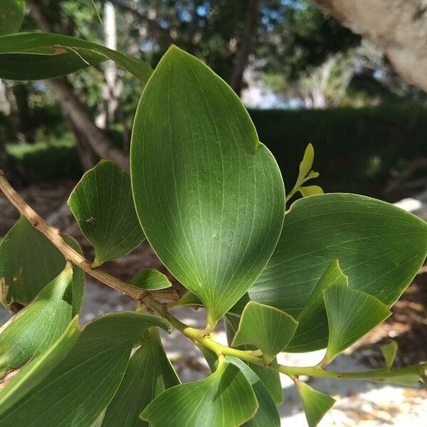 Acacia simplex Leaf