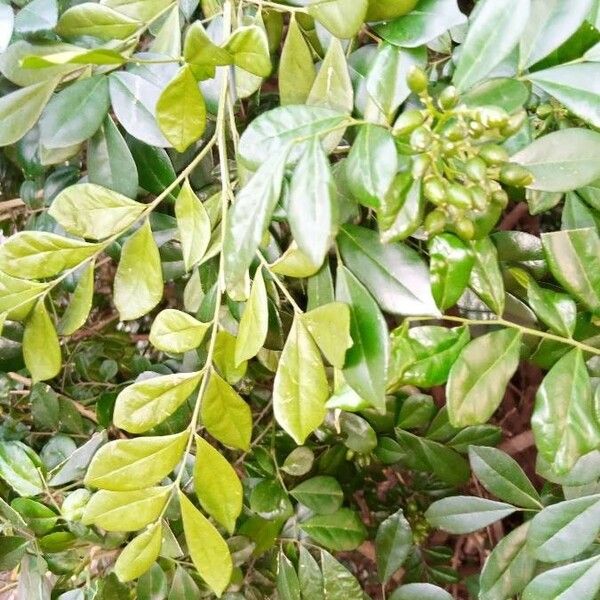 Murraya paniculata List