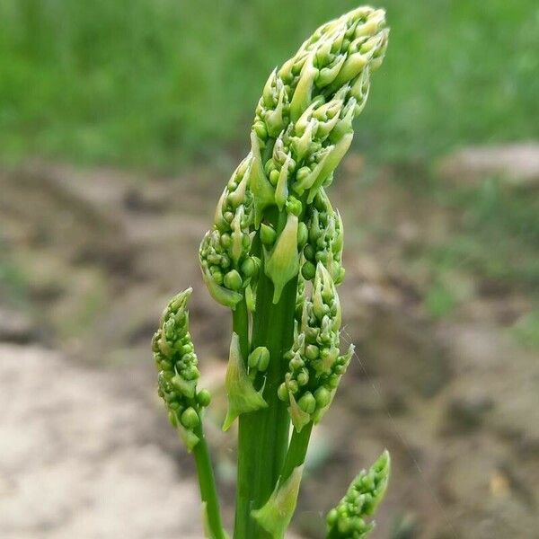 Asparagus officinalis Feuille