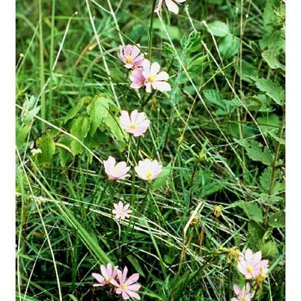 Sabatia gentianoides (Pinewoods rose-gentian)