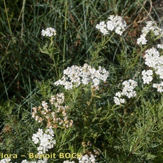 Achillea chamaemelifolia Pokrój