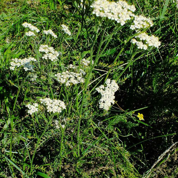 Achillea millefolium Habit
