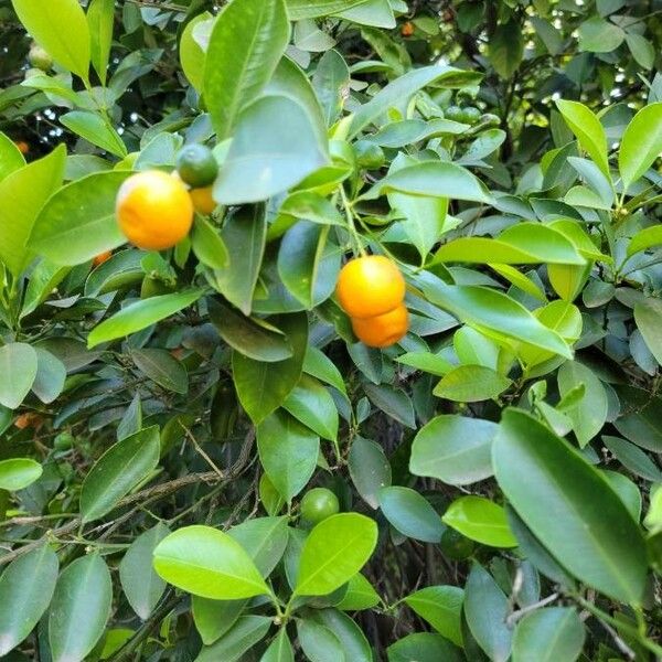 Fortunella japonica Fruit