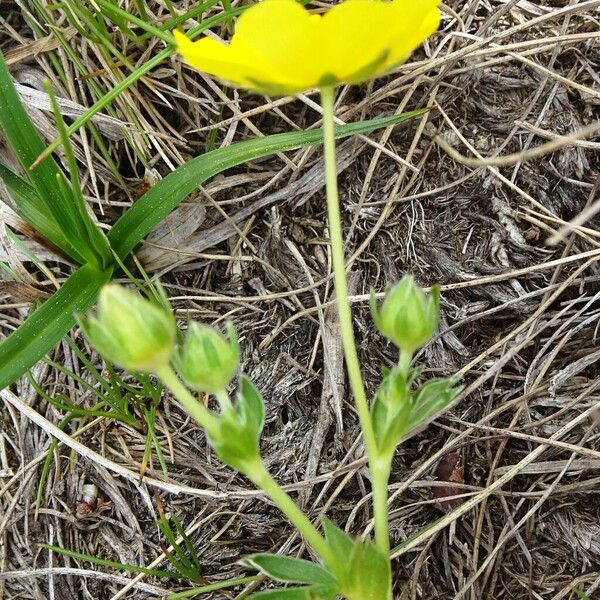 Potentilla aurea Blomma