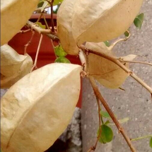 Colutea arborescens Fruto