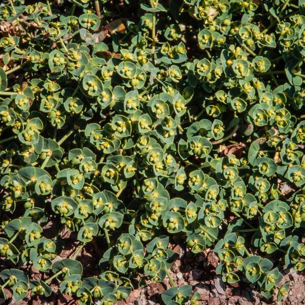 Euphorbia portlandica Flower