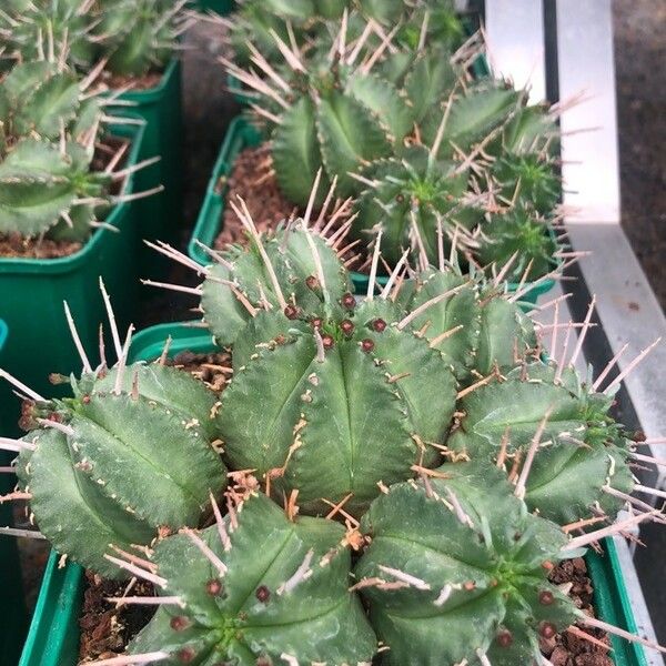 Euphorbia pulvinata Blatt