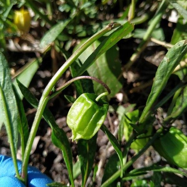 Physalis angustifolia Frukto