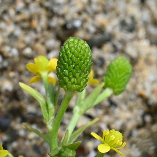 Ranunculus sceleratus Meyve