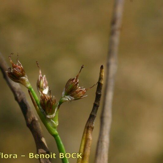 Juncus heterophyllus Hedelmä