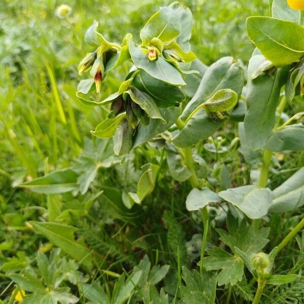 Cerinthe minor Flors