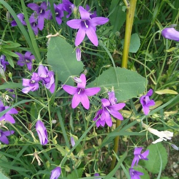 Campanula lusitanica Хабит