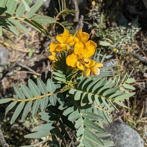 Senna multiglandulosa Flower