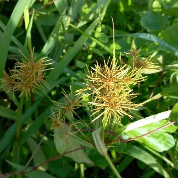 Cyperus odoratus Blüte