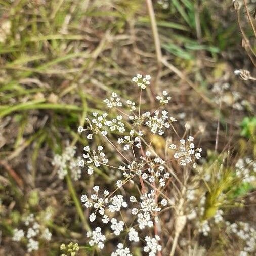 Ammoides pusilla Flors