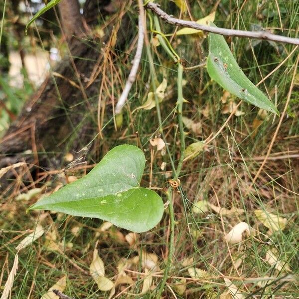 Smilax aspera Levél