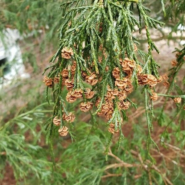 Chamaecyparis pisifera Frukto