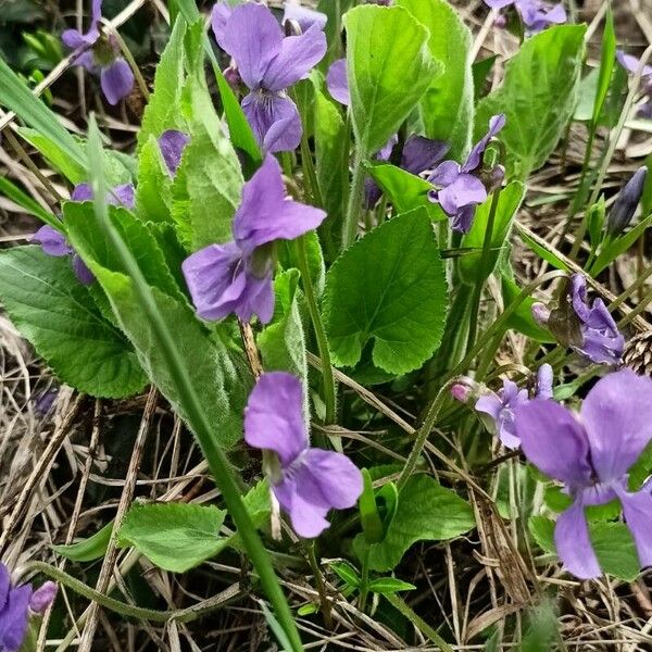 Viola hirta Leaf