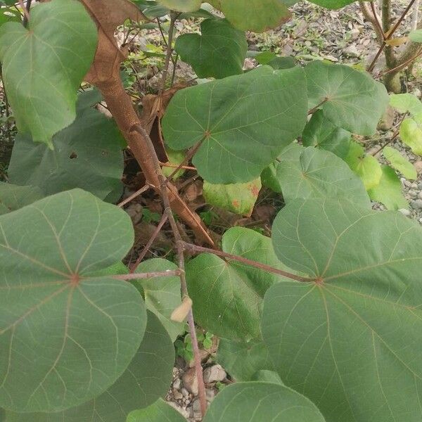 Hibiscus tiliaceus Leaf