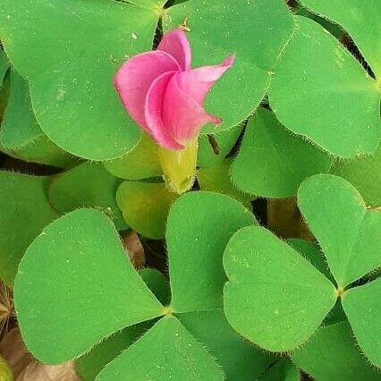 Oxalis purpurea Flower