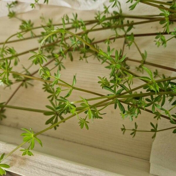 Galium album Blatt