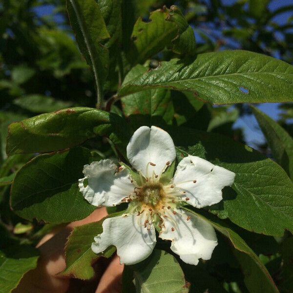 Mespilus germanica Fiore