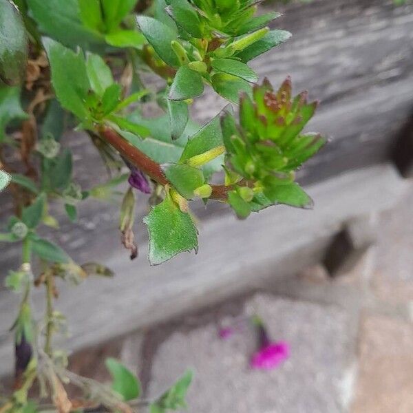 Scaevola aemula Blad