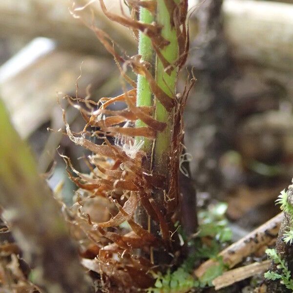 Thelypteris hispidula List