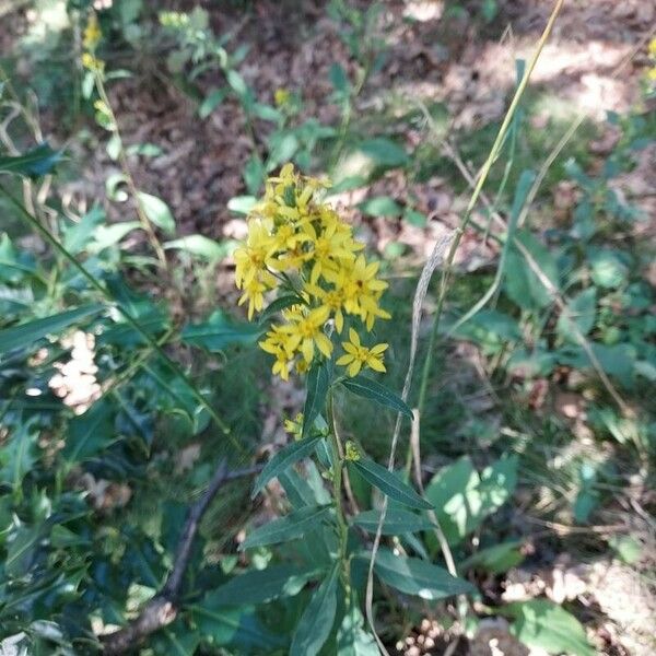 Solidago virgaurea Flor