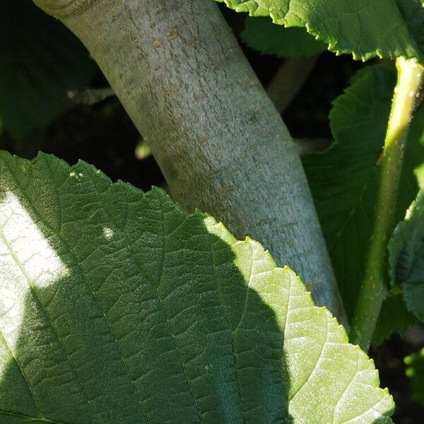 Ulmus glabra Φλοιός