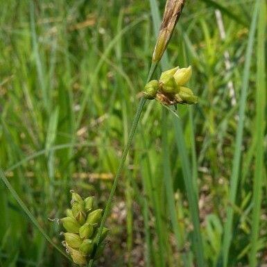 Carex meadii Habit