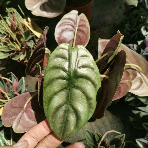 Alocasia cuprea Blatt