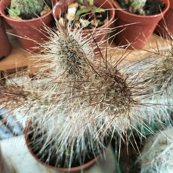 Opuntia polyacantha Leaf