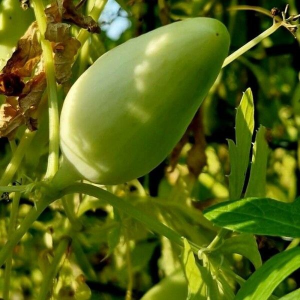 Cyclanthera pedata Fruit