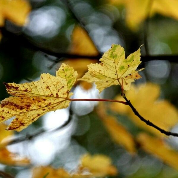 Acer rubrum Листок