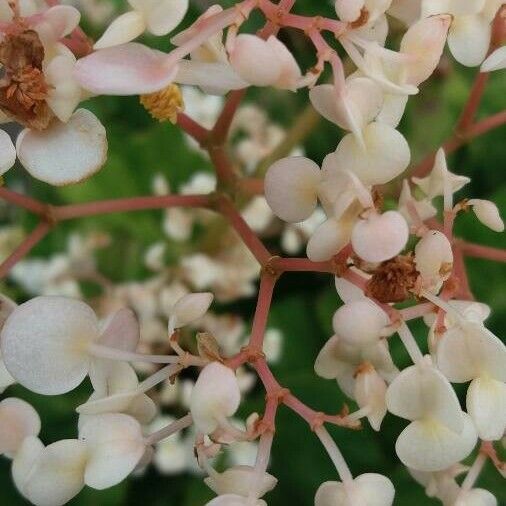 Begonia minor Flor