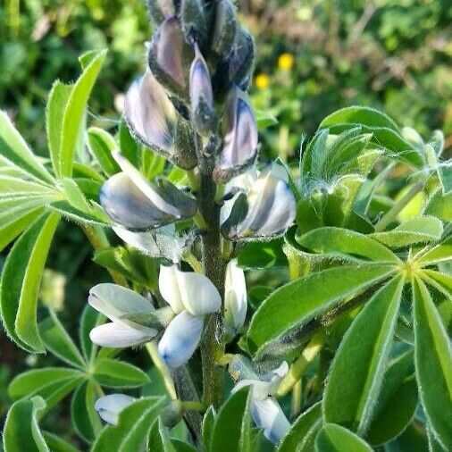 Lupinus albus Flower