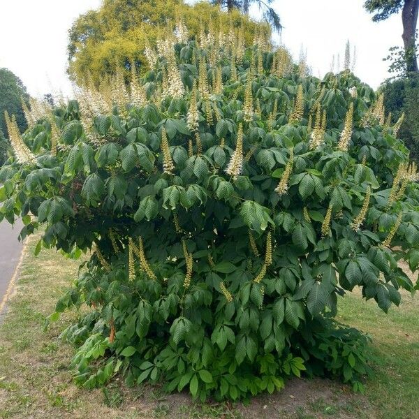 Aesculus parviflora عادت