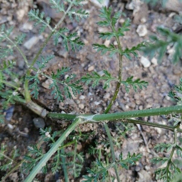 Caucalis platycarpos Bark