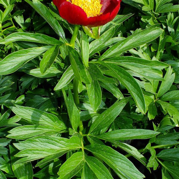 Paeonia peregrina Blad