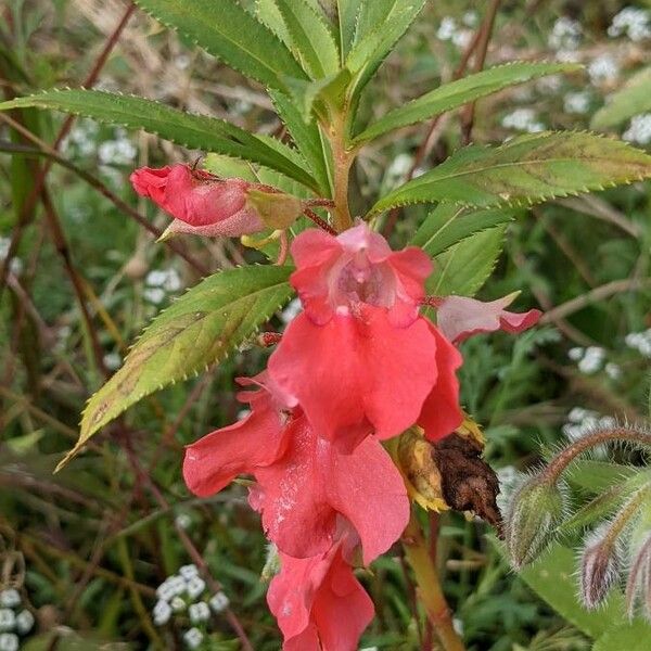 Impatiens balsamina Žiedas