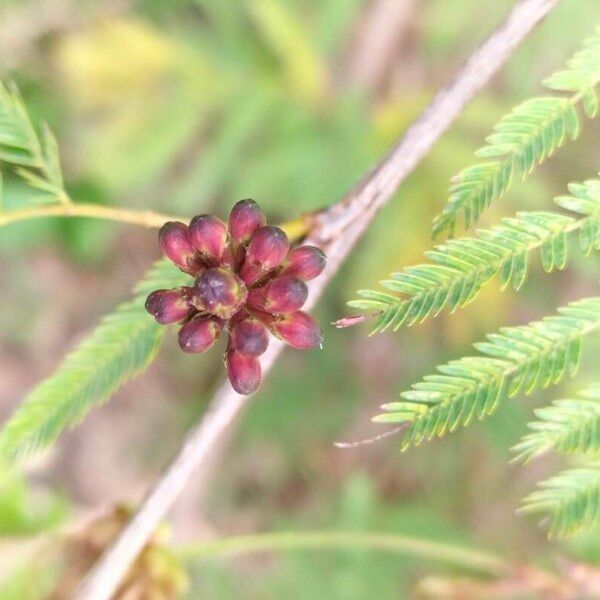 Calliandra surinamensis 果実