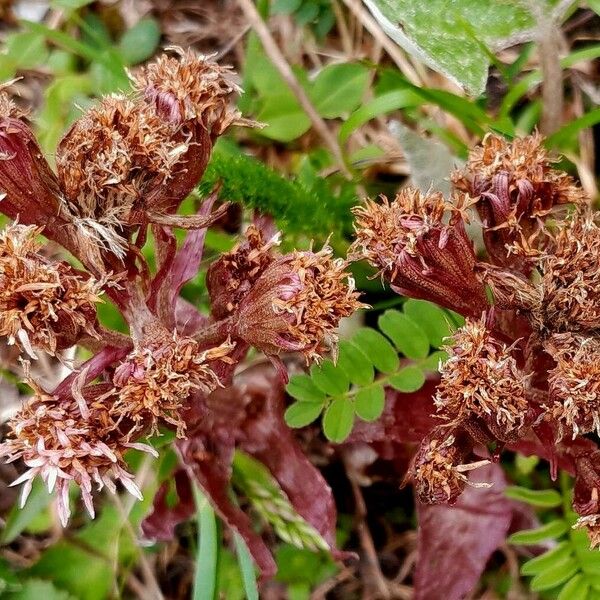 Petasites paradoxus Blomst