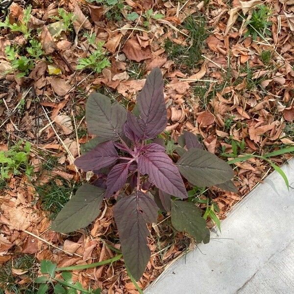 Amaranthus cruentus Levél