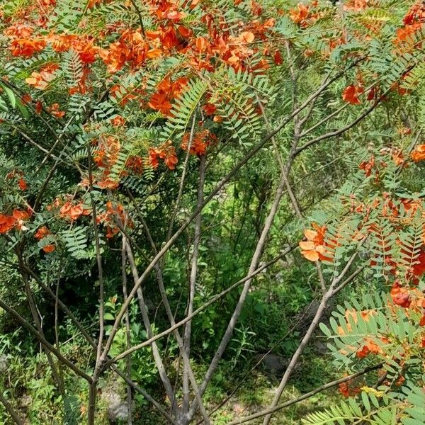 Sesbania punicea Hàbitat