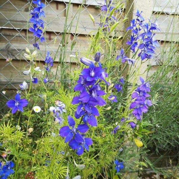 Delphinium carolinianum Žiedas