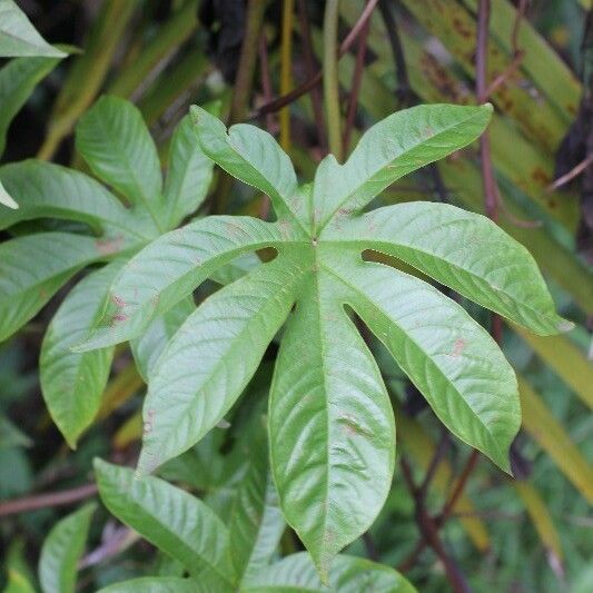 Merremia tuberosa 叶