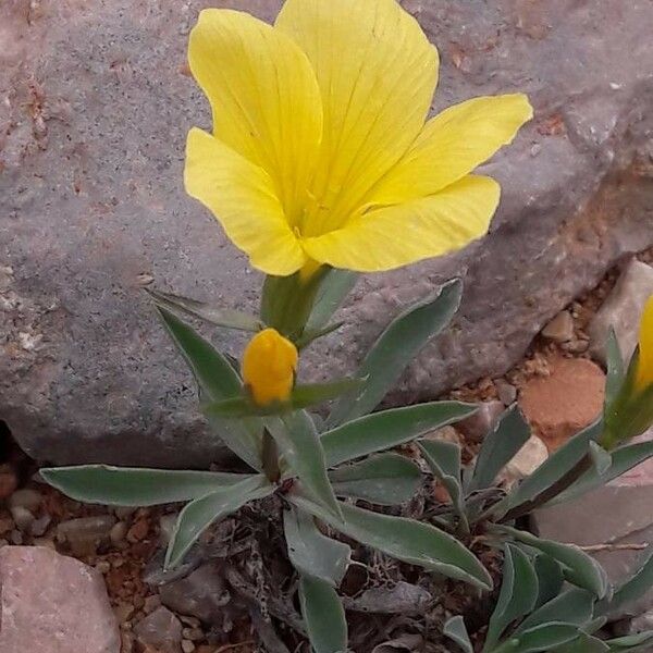 Linum campanulatum Buveinė