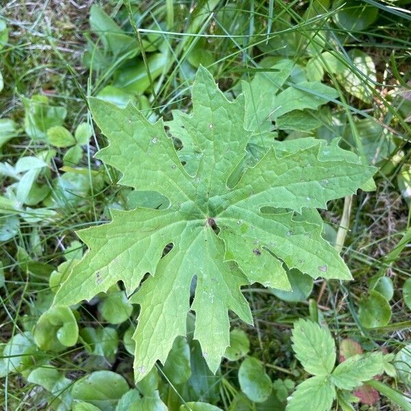 Petasites frigidus Ліст